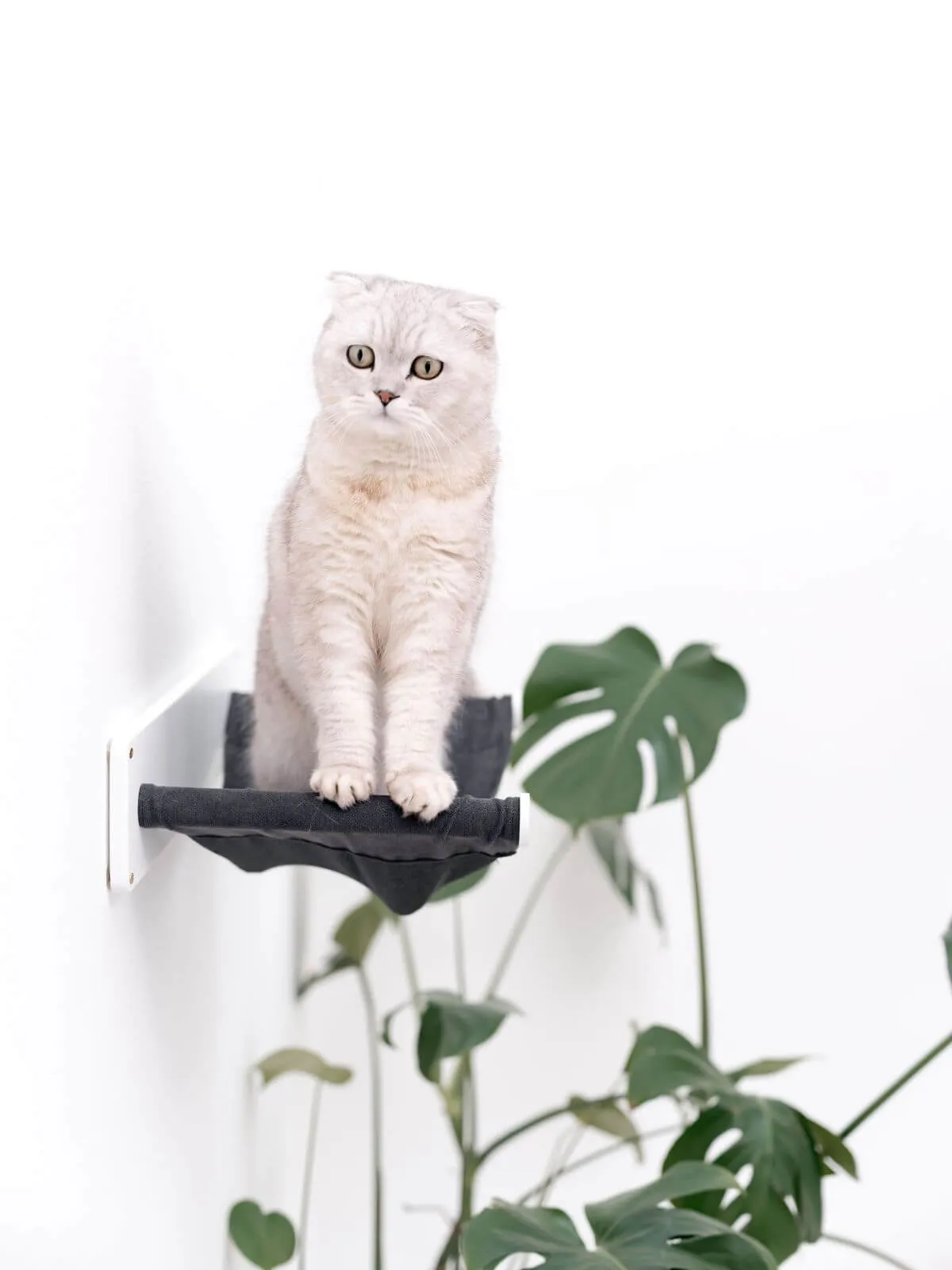 Cat Wall Hammock