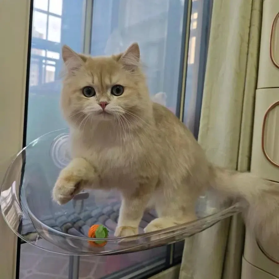 Cat Window Hanging Perch Bed