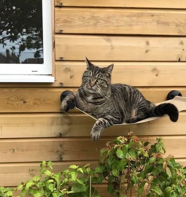 Catipilla Cat Hammock