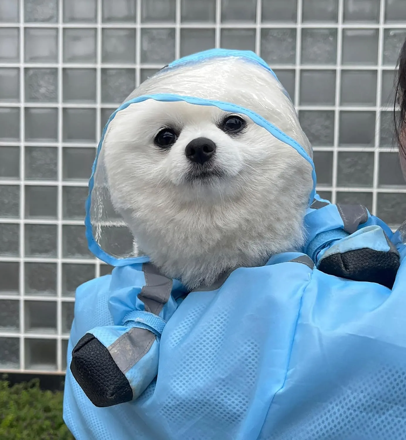 Dog Raincoat with Hood, Waterproof Full-Coverage Reflective Rain Jacket Quick-Drying Rain Poncho and Shoes for Small Medium Large Dogs,Blue,S
