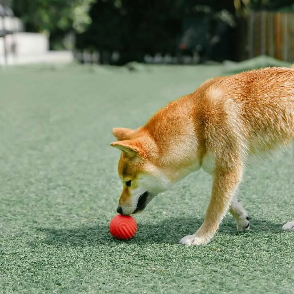 Pidan Wave Ball Dog Toy (Yellow)
