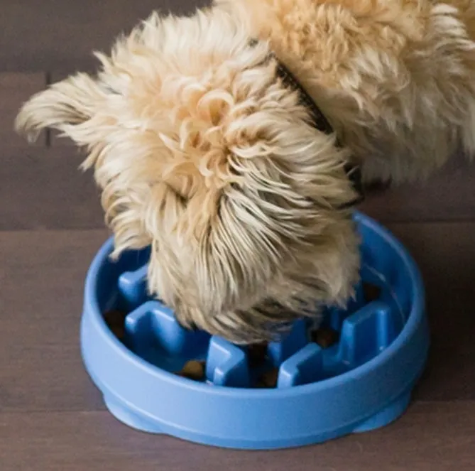 Slo Feeder Interactive Bowl - Blue