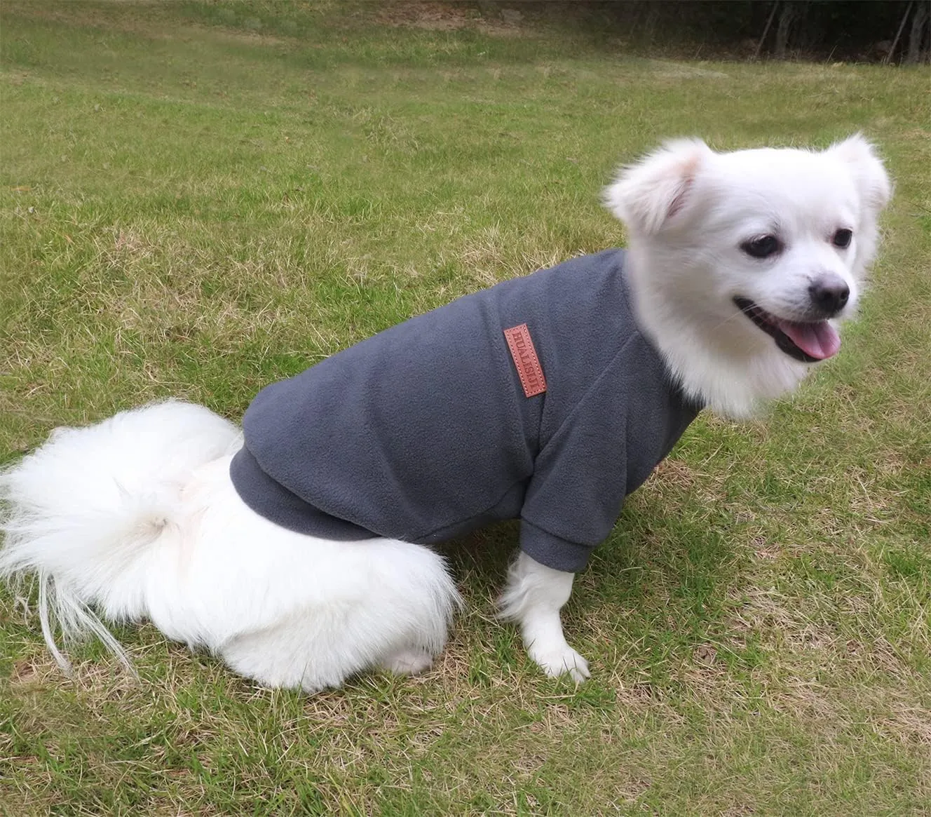 Small Dog Sweater Small Dog Sweatshirt Pet Hoodie, Warm and Lightweight, with a Soft Texture, Easy to Wear and Bright Colors (Gray, Large)