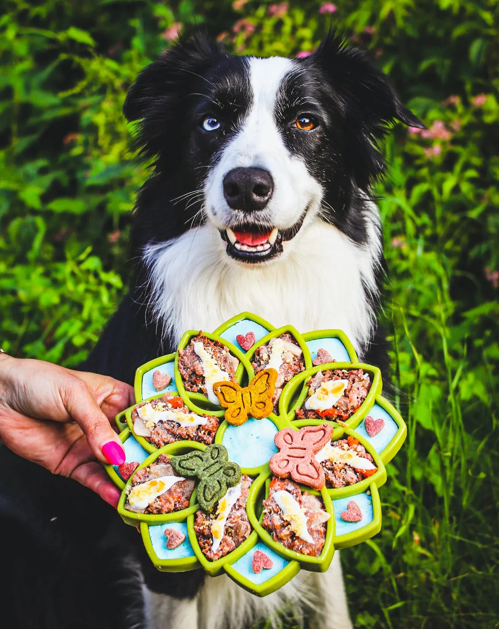 Soda Pup - Mandala Slow Feeder