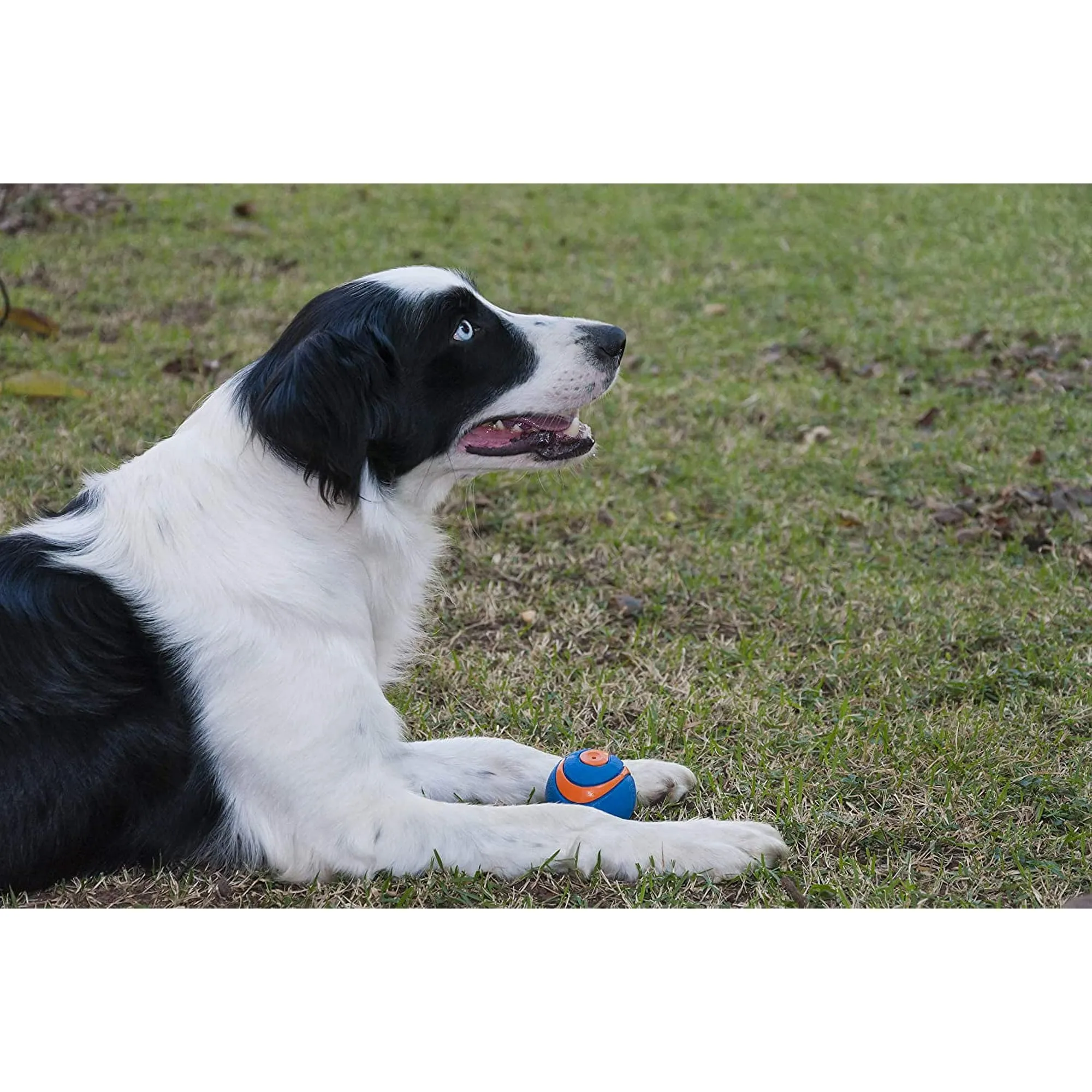Ultra Squeaker Balls Dog Toy 2 Pack - Medium