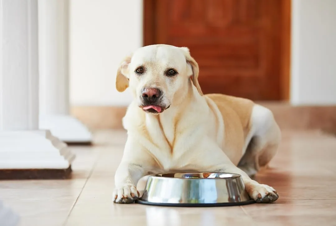 Van Ness Pets Large Non Tip Stainless Steel Dog Bowl, 64 OZ Food And Water Dish, Wide Base Prevents Spills